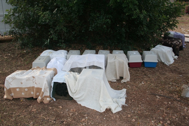 GreekSTRAYS - Cat neutering 