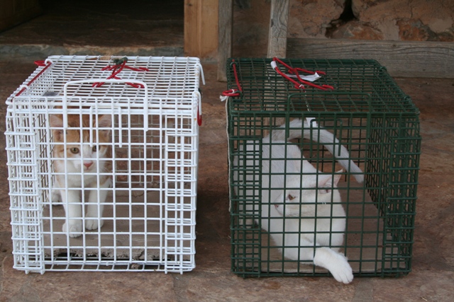 GreekSTRAYS - Cat neutering 