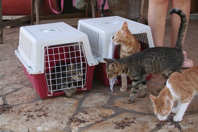 GreekSTRAYS - Cat neutering 