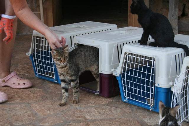 GreekSTRAYS - Cat neutering 