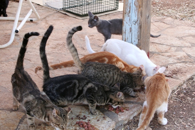 GreekSTRAYS - Cat neutering 