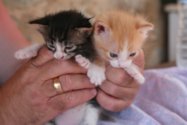 GreekSTRAYS - Charlie and Amber - June 2014