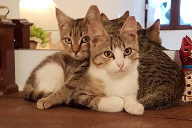 Tia & Maria - July 2017