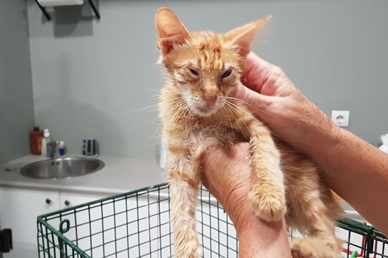 GreekSTRAYS - Pumpkin (now Benny) 24th September 2024