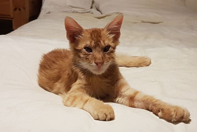 GreekSTRAYS - Pumpkin (now Benny) October 2024