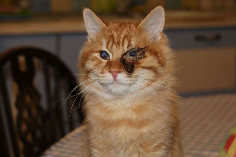GreekSTRAYS - Pumpkin (now Benny) November 2024