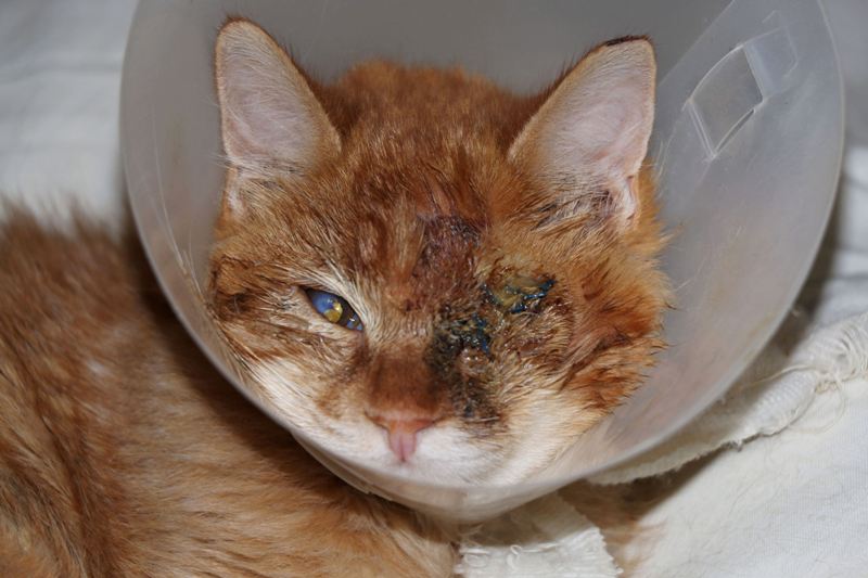 GreekSTRAYS - Pumpkin (now Benny) December 2024