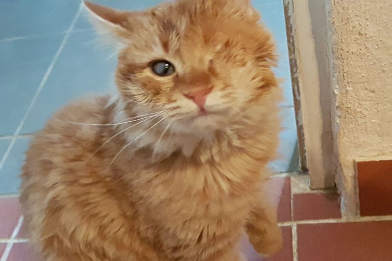 GreekSTRAYS - Pumpkin (now Benny) December 2024