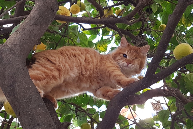 GreekSTRAYS - Pumpkin (now Benny) January 2025