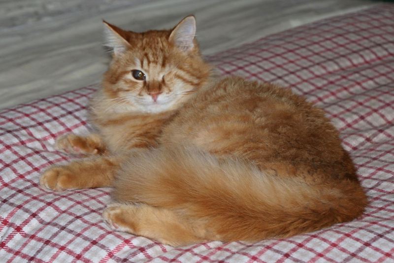 GreekSTRAYS - Pumpkin (now Benny) February 2025