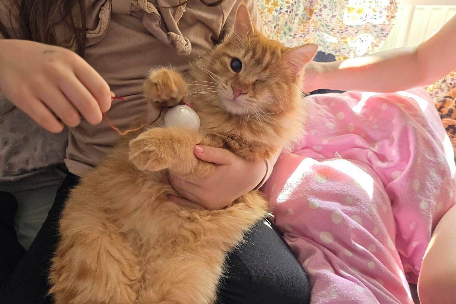 GreekSTRAYS - Pumpkin (now Benny) 21st February 2025