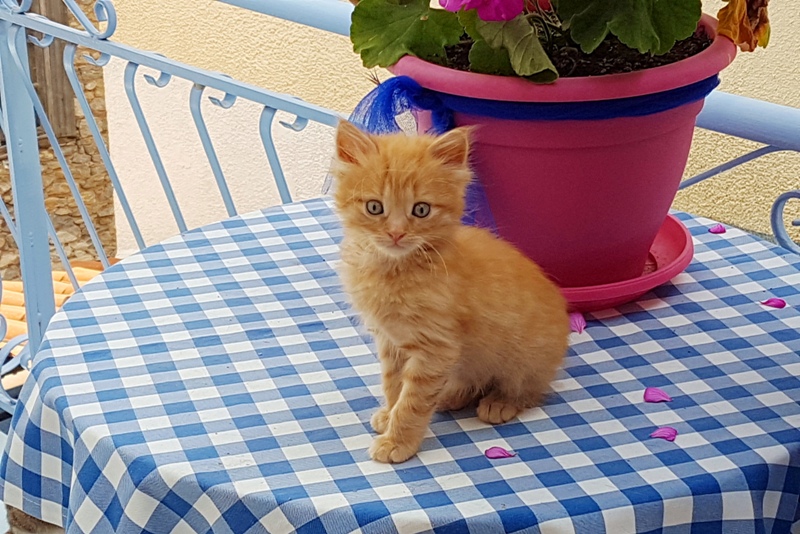 GreekSTRAYS - Freddie the Greek - May 2026 