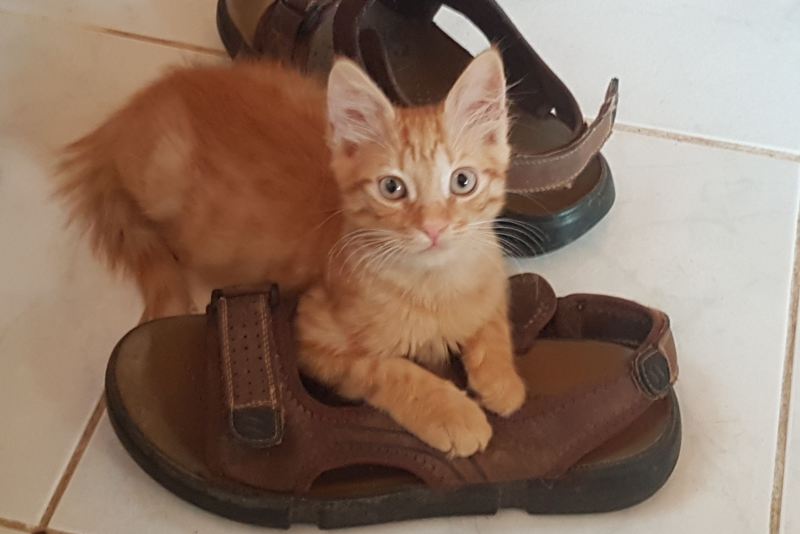 GreekSTRAYS - Freddie the Greek - July 2026 