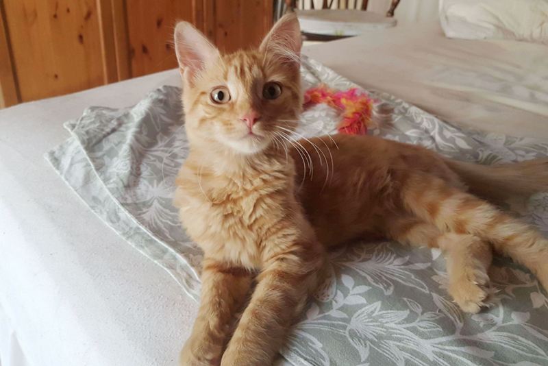 GreekSTRAYS - Freddie the Greek - August 2026 