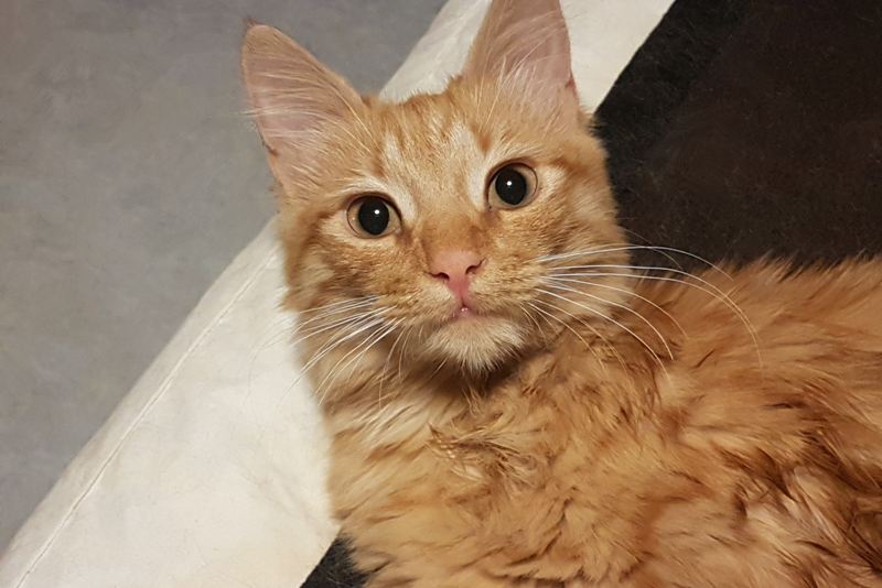 GreekSTRAYS - Freddie the Greek - September 2026 