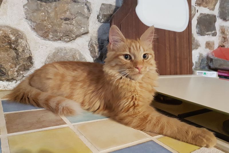 GreekSTRAYS - Freddie the Greek - September 2026 