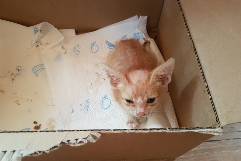 GreekSTRAYS - Fridolin - 23rd September 2026