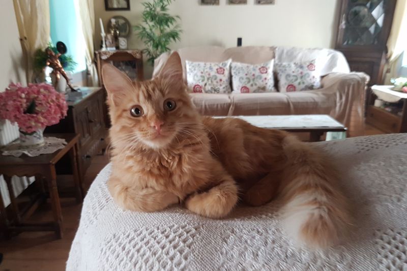 GreekSTRAYS - Freddie the Greek - September 2026 