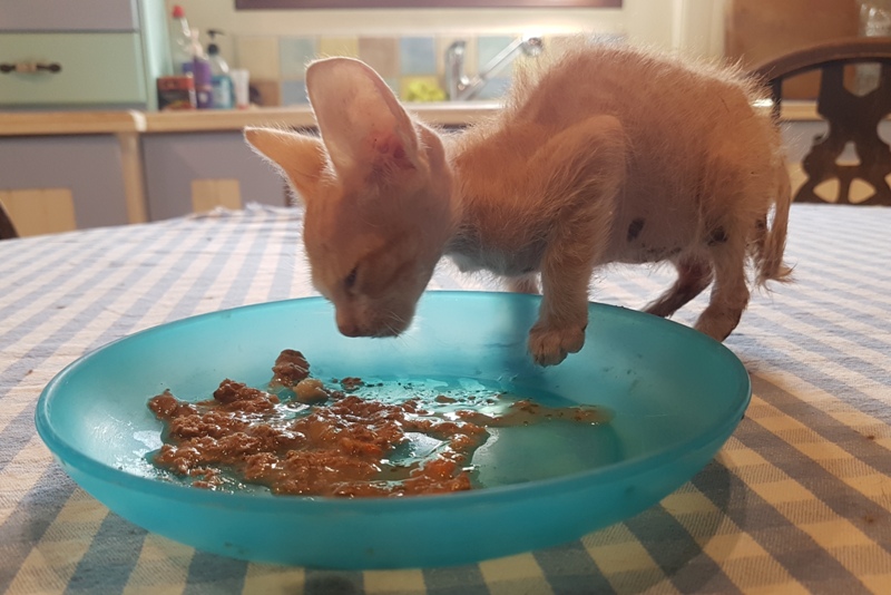 GreekSTRAYS - Fridolin - September 2026