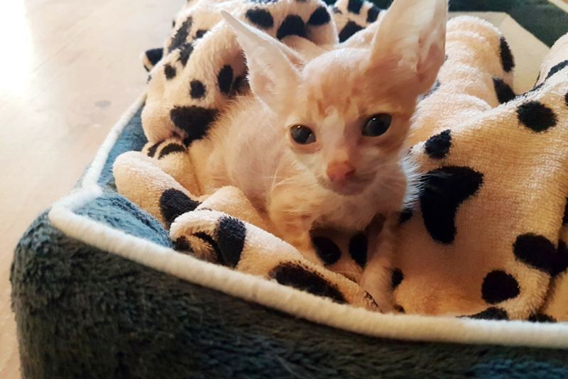 GreekSTRAYS - Fridolin - September 2026