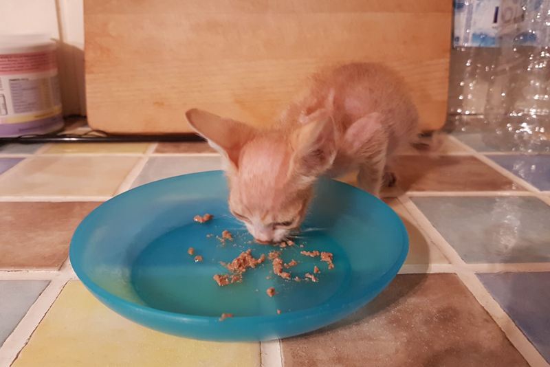 GreekSTRAYS - Fridolin - September 2026