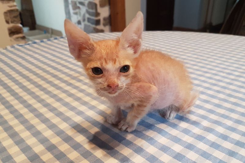 GreekSTRAYS - Fridolin - October 2026