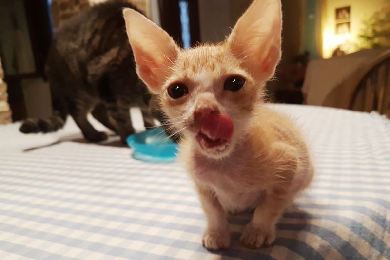 GreekSTRAYS - Fridolin - October 2026