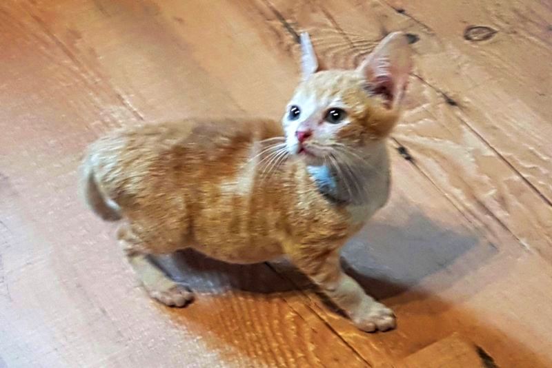 GreekSTRAYS - Fridolin - October 2026