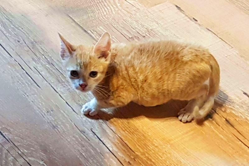 GreekSTRAYS - Fridolin - October 2026