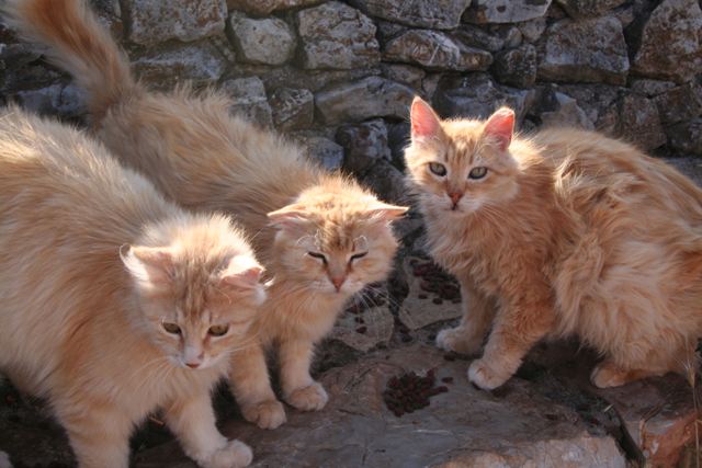 GreekSTRAYS - Cereal Sisters - May 2012
