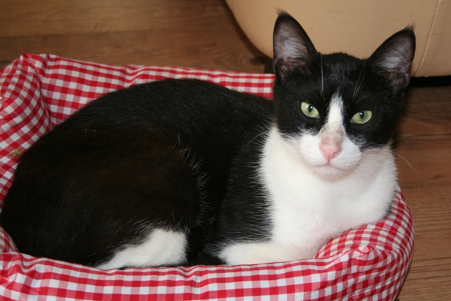 Rainbow Bridge - Zorro