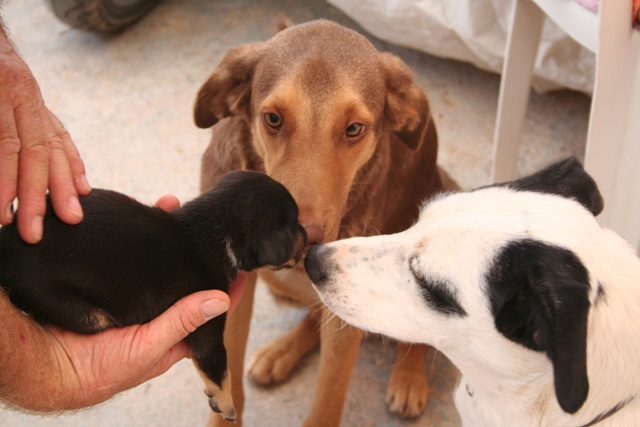 Some very kind people do short-term fostering