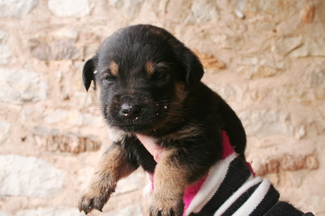 The 3 Musketeers - Porthos