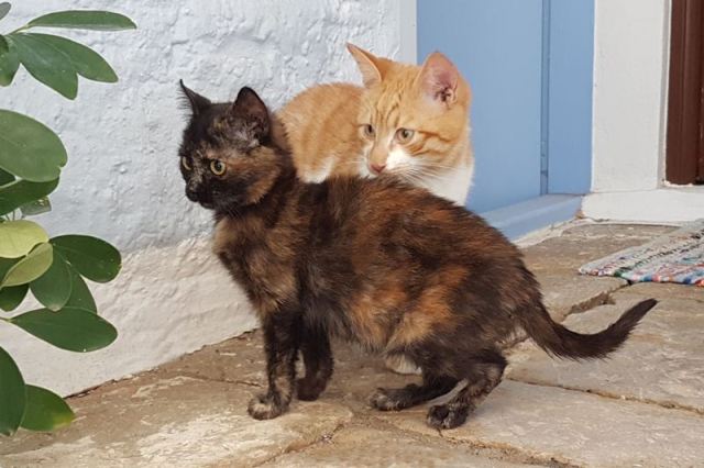 Brownie & Mango - August 2022