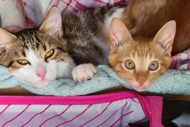 Titan & Tigs - June 2022